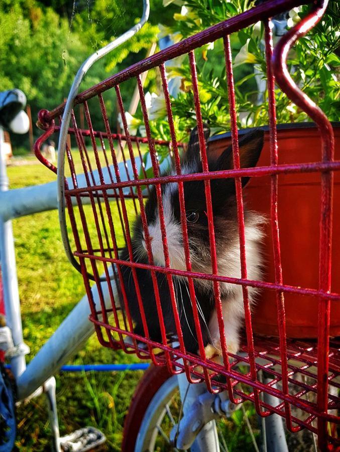 Willa Brvnara Borovik Cetynia Zewnętrze zdjęcie